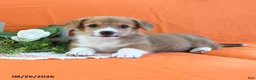 Welsh Corgi Pembroke dogs for sale: Cynthia - Ad 3