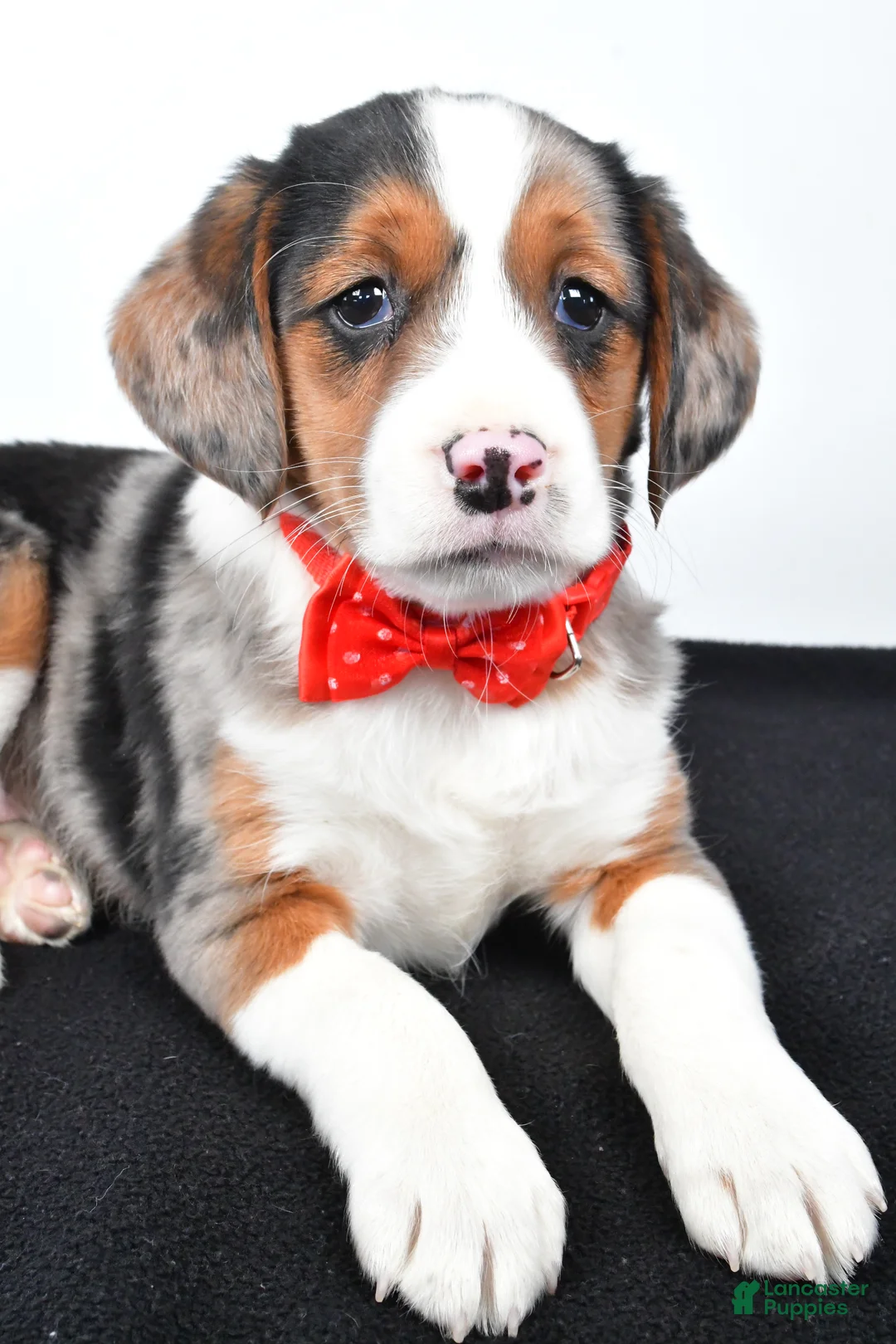 Mixed Breed dogs for sale: Timmy - Ad 7