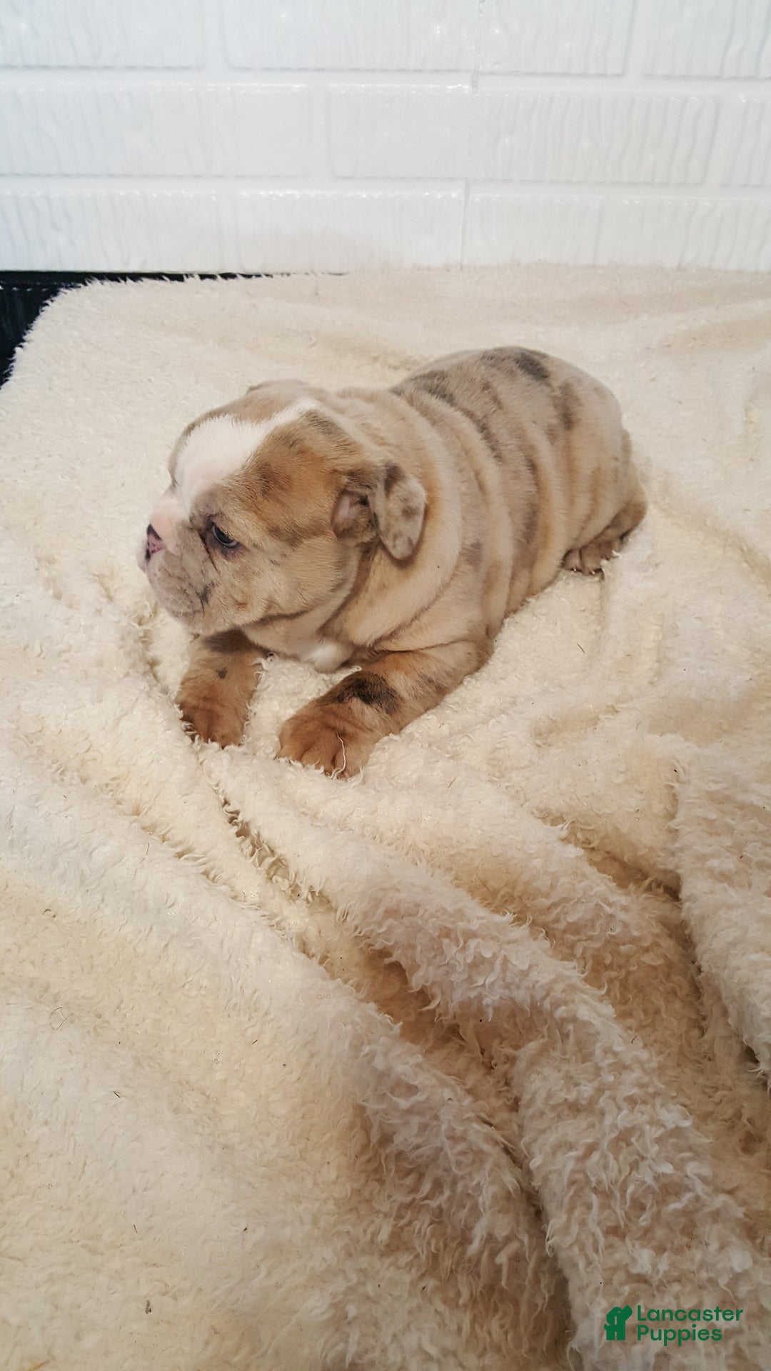 English Bulldog dogs for sale: Anja - Ad 4