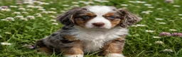Mixed Breed dogs for sale: Olie - Ad 1