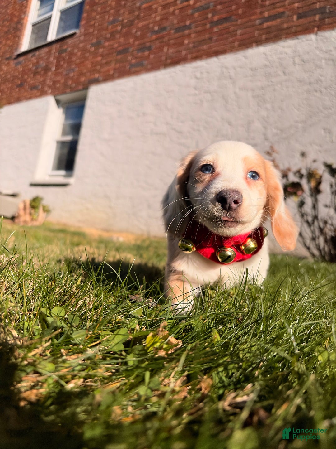 Miniature Dachshund dogs for sale: Maximillian  - Ad 3