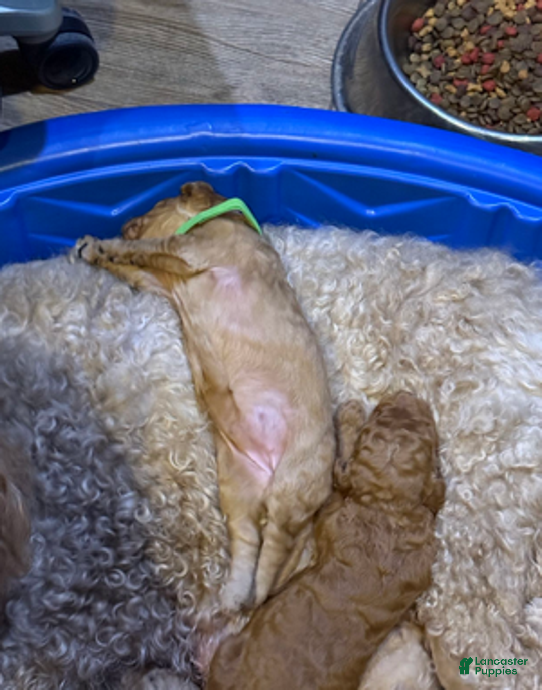 Goldendoodle dogs for sale: W25 Female Lime Collar - Ad 4