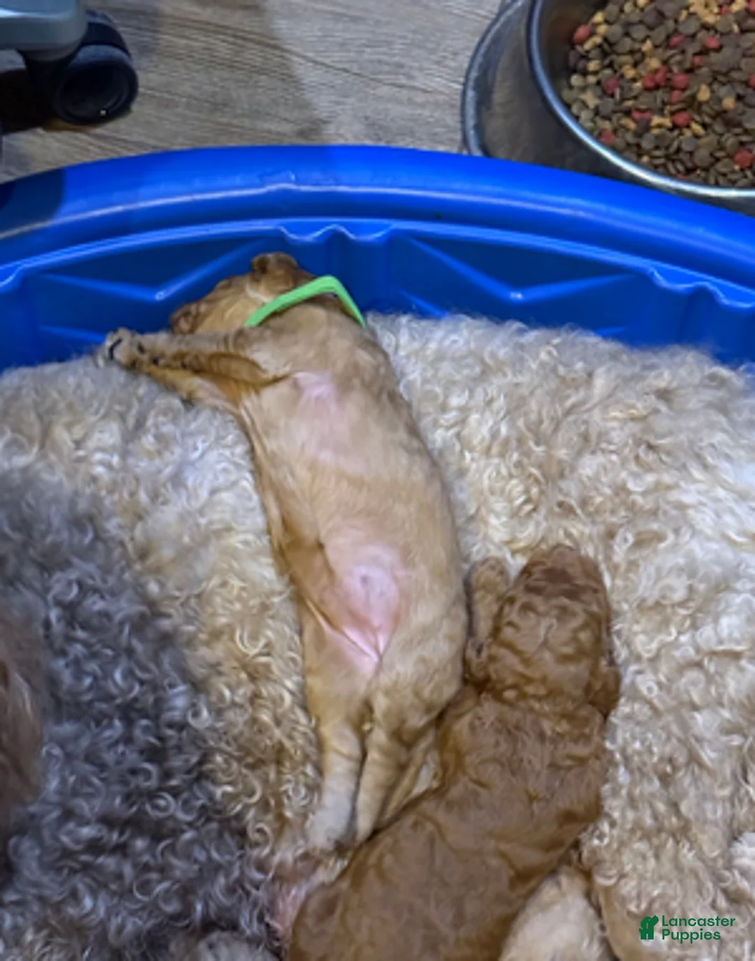 Goldendoodle dogs for sale: W25 Female Lime Collar - Ad 4