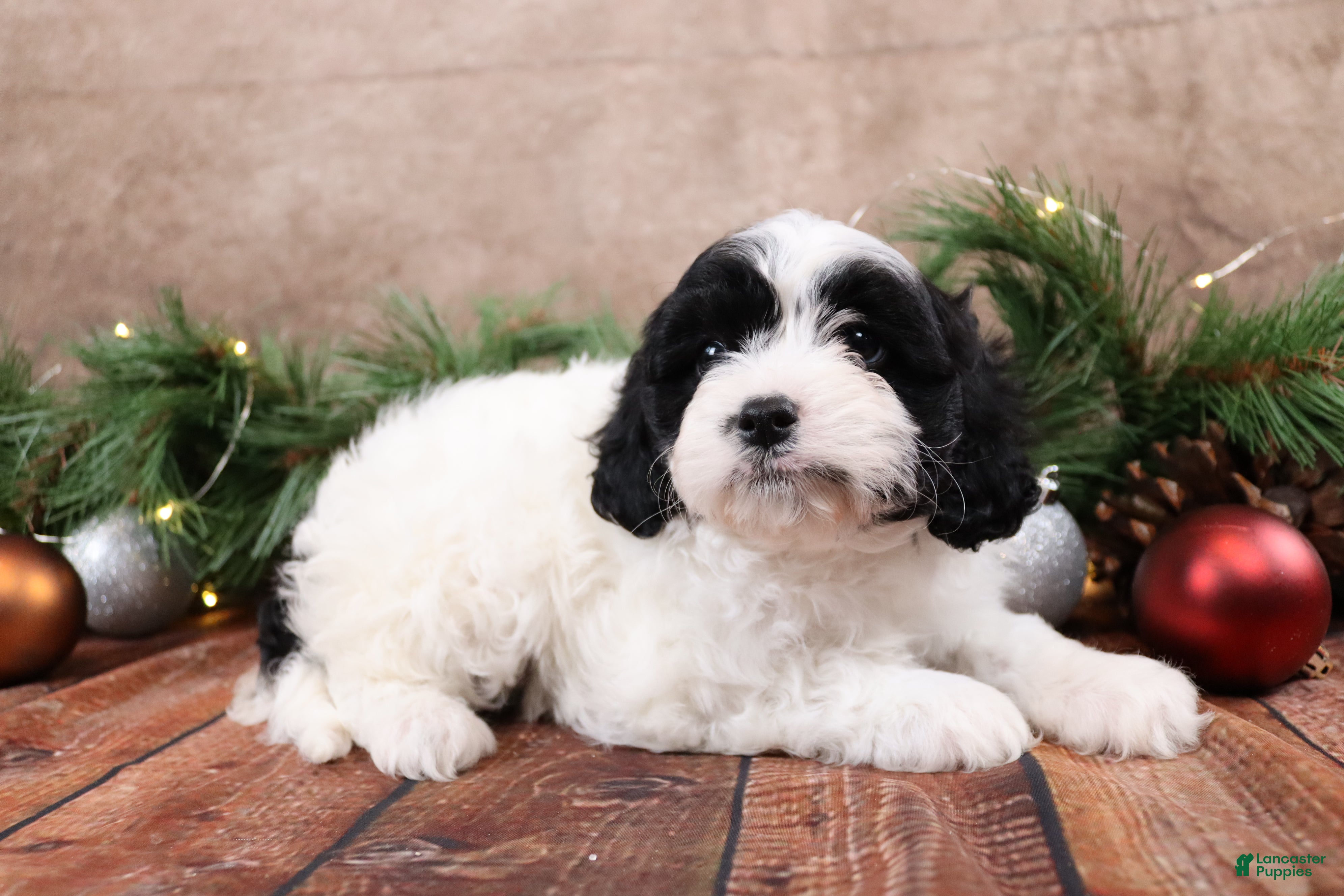 Cavapoo dogs Star - Ad 12