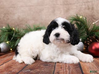 Cavapoo dogs Star - Ad 31