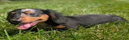 Miniature Dachshund dogs for sale: Miniature Dachshund 2 - Ad 7