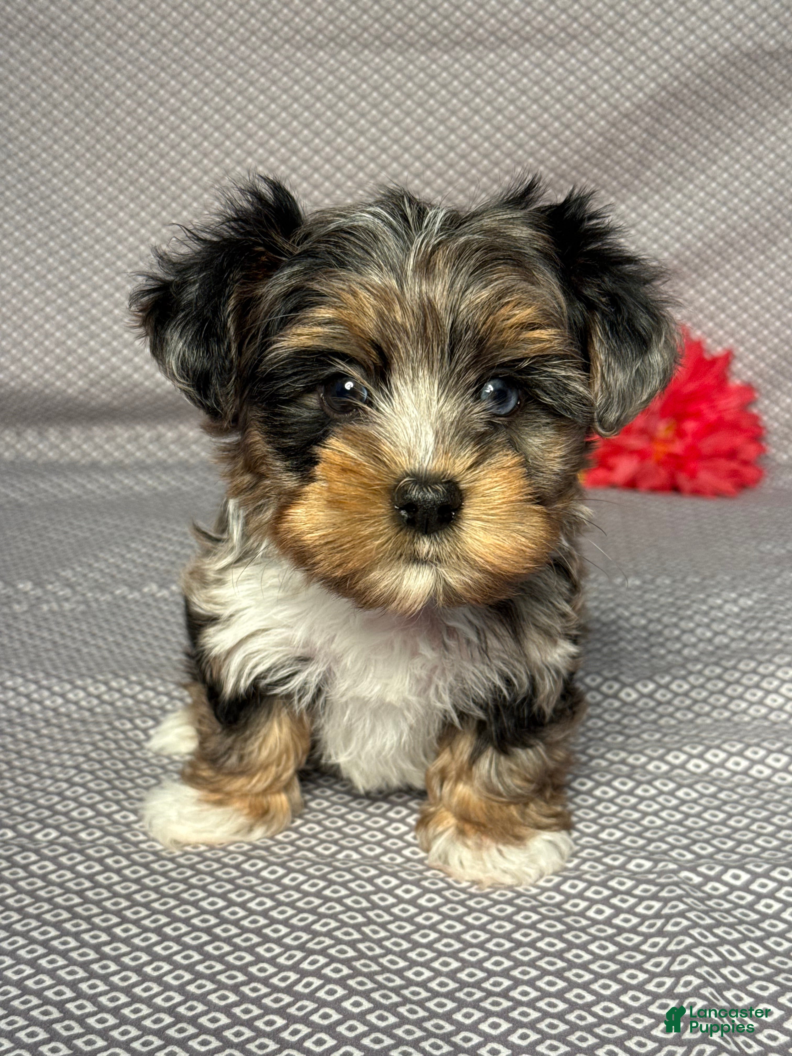Yorkiepoo dogs Austin - Ad 1