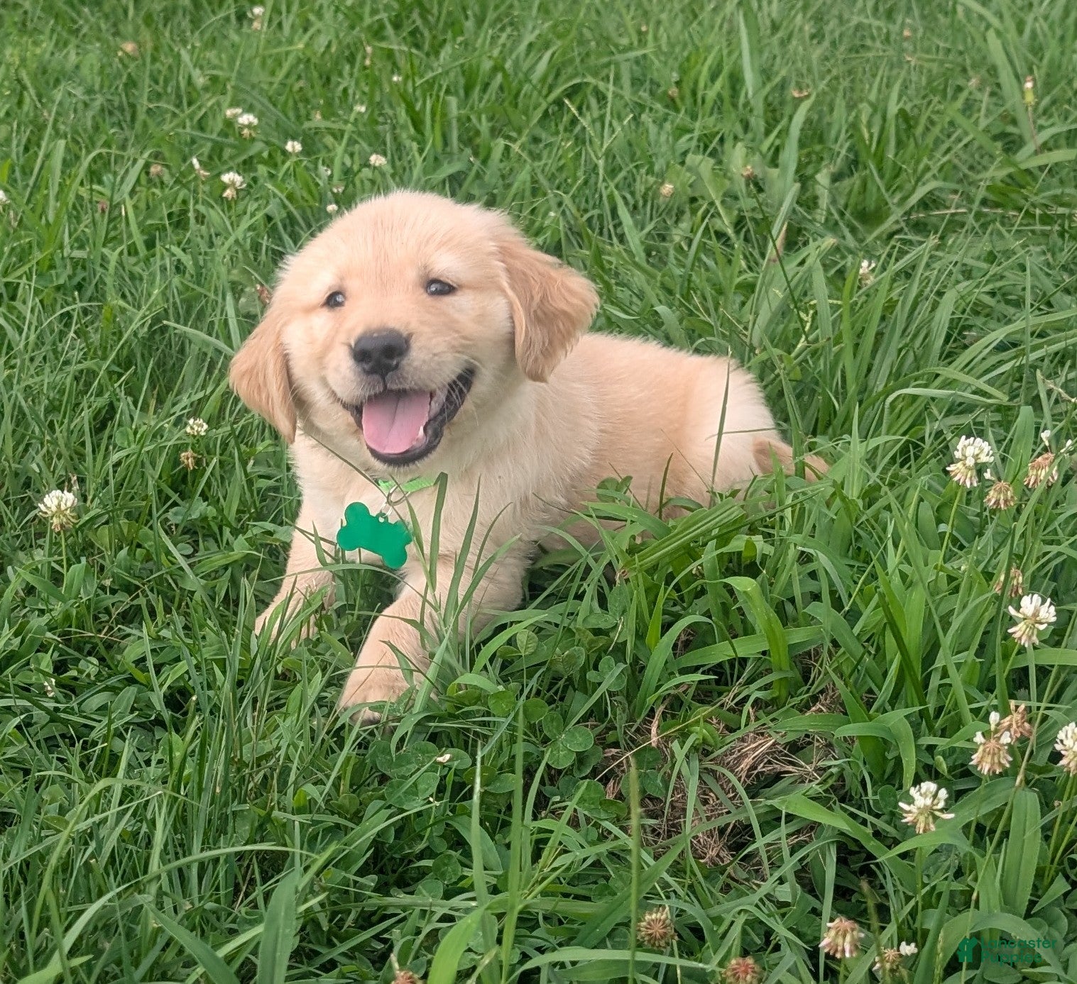 Golden Retriever dogs Finn - Ad 1