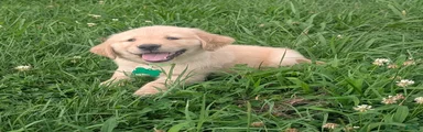 Finn