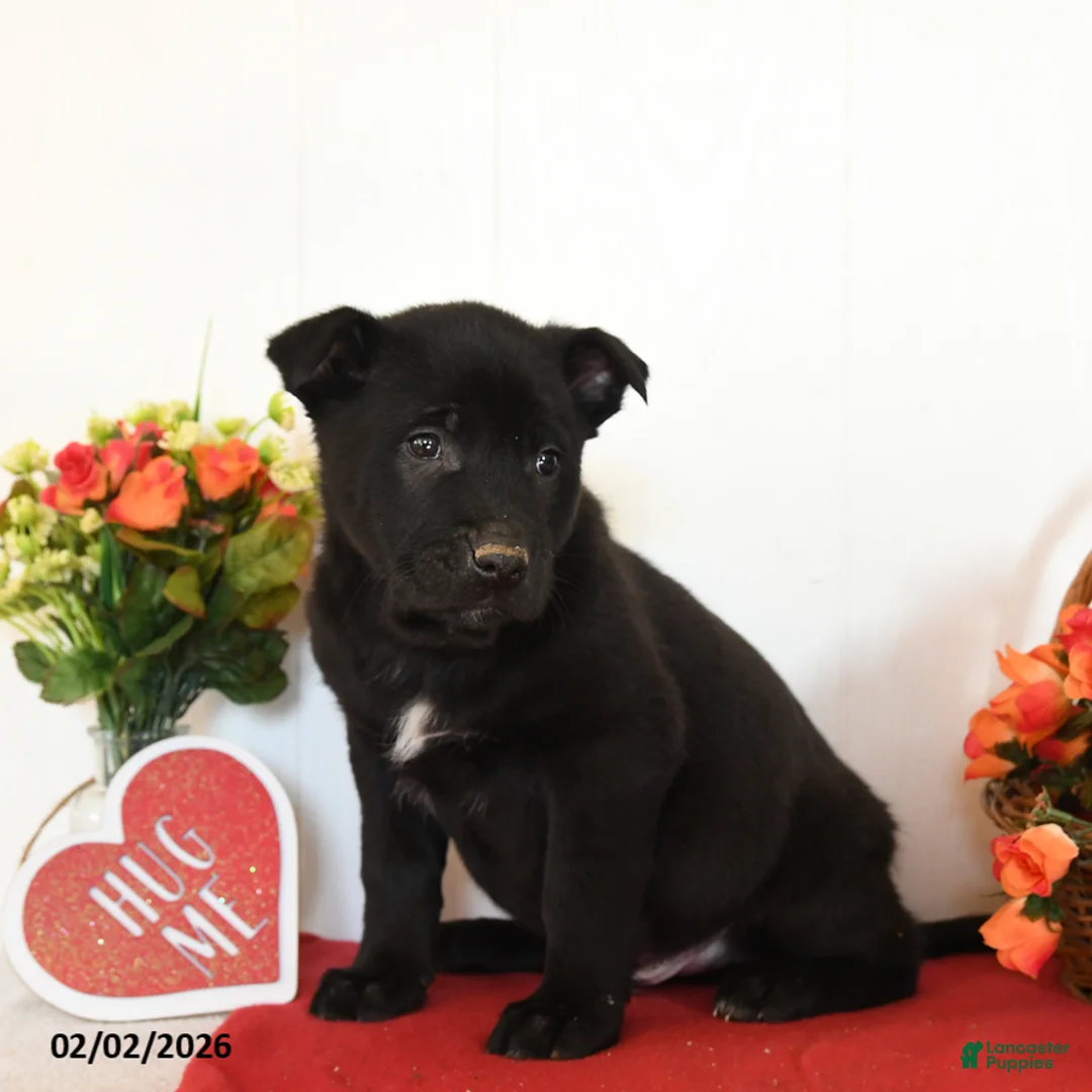 Belgian Malinois dogs for sale: Raze - Ad 3