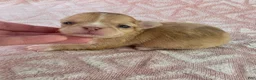 Chihuahua dogs for sale: AKC  Bianca - Ad 5