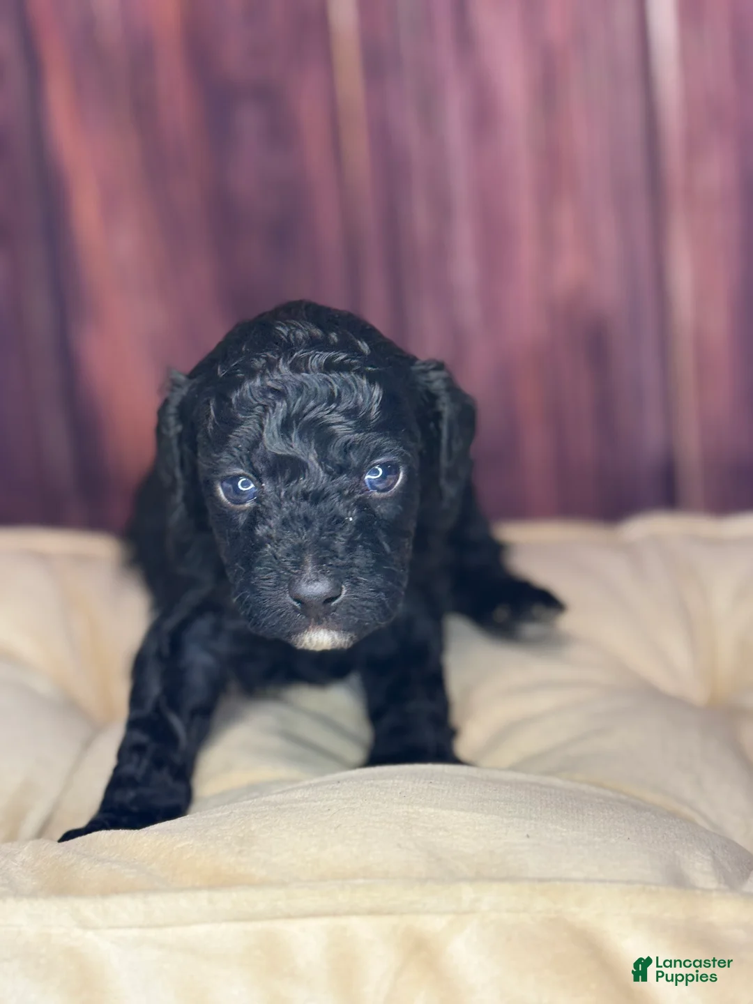 Miniature Poodle dogs for sale: Kane - Ad 2