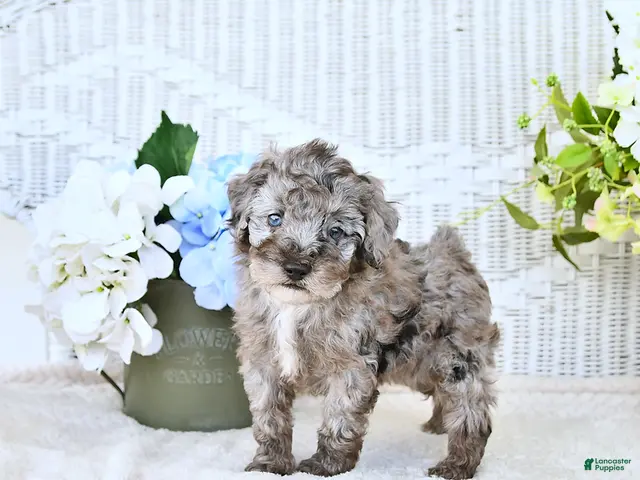 Mini Aussiedoodle dogs for sale: Cody - Ad 1