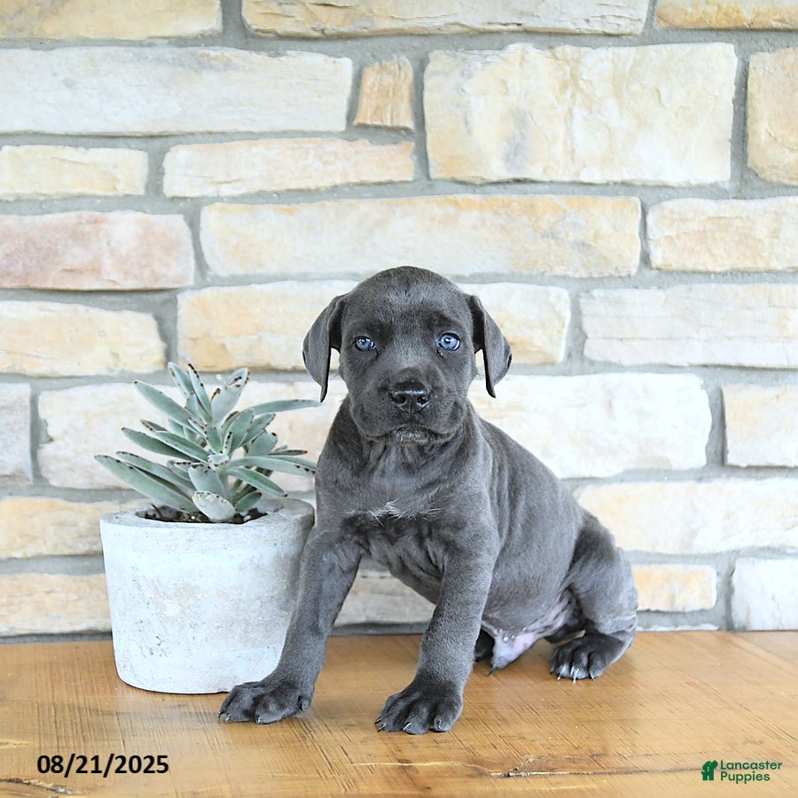 Cane Corso dogs Draco - Ad 16