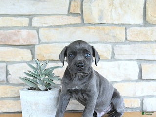 Cane Corso dogs Draco - Ad 42