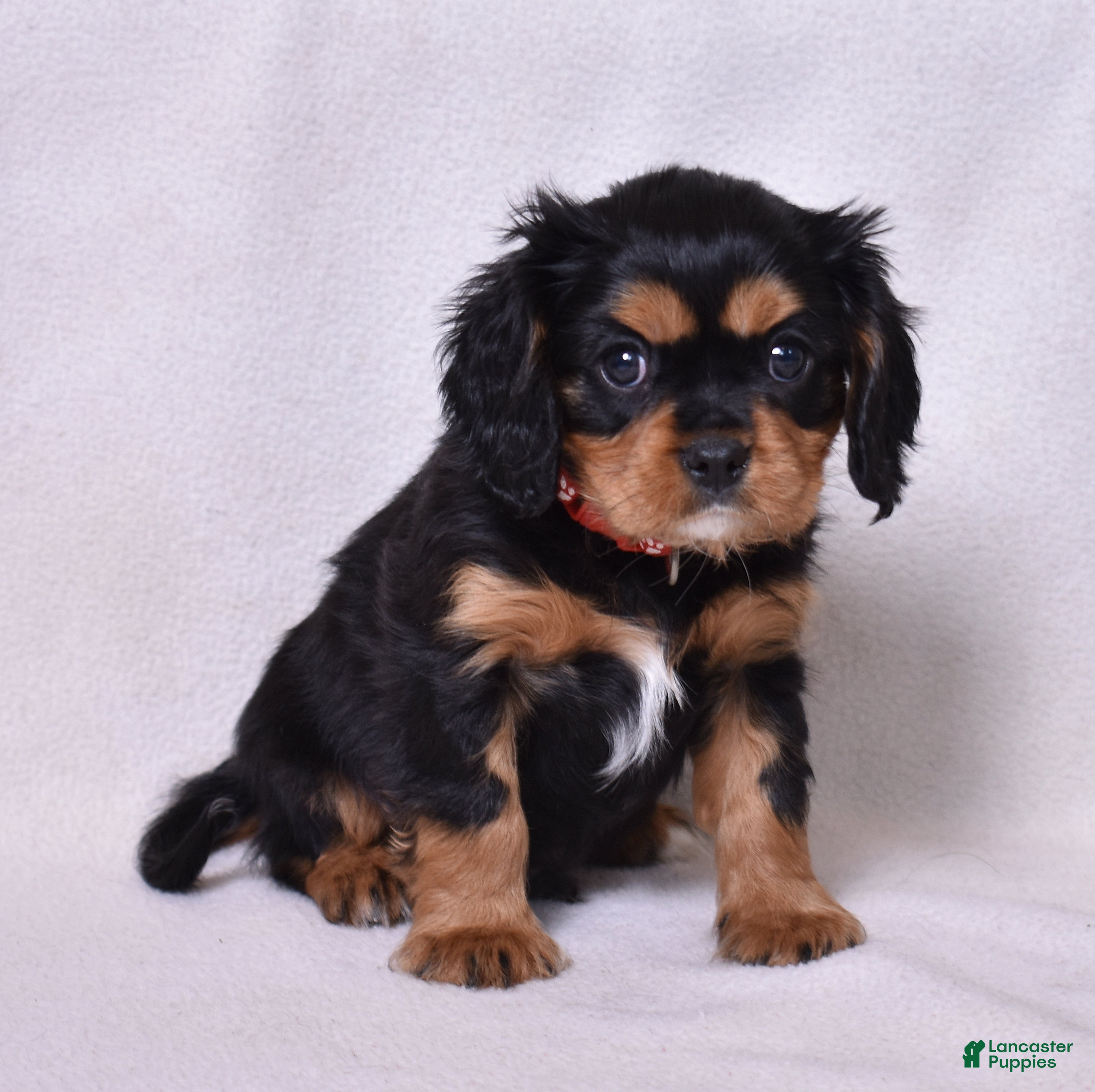 Cavalier King Charles Spaniel dogs Rudy | Genetically Screened  - Ad 10