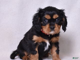Cavalier King Charles Spaniel dogs Rudy | Genetically Screened - Ad 6