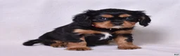 Cavalier King Charles Spaniel dogs for sale: Rudy | Genetically Screened  - Ad 7