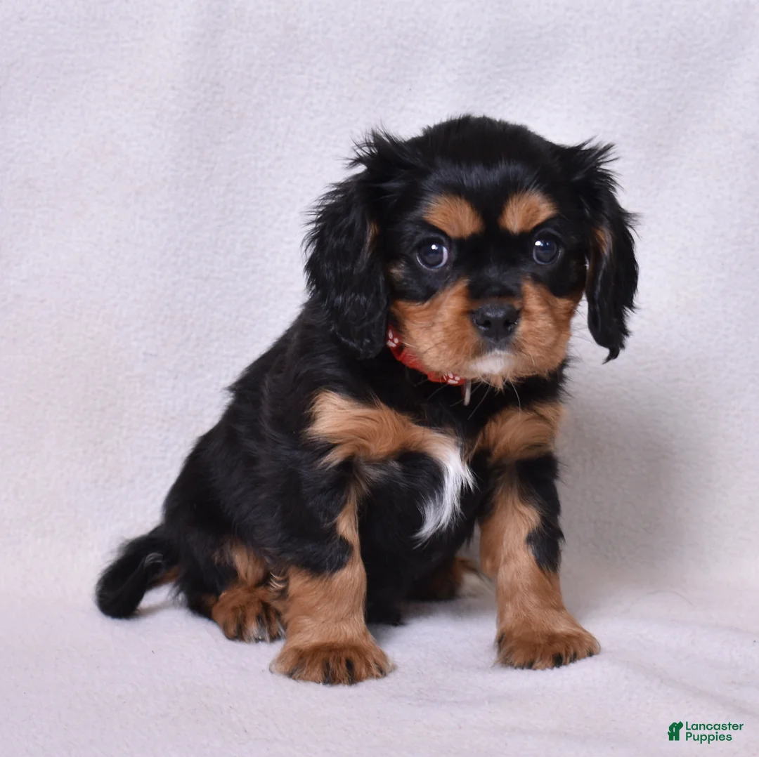 Cavalier King Charles Spaniel dogs for sale: Rudy | Genetically Screened  - Ad 7
