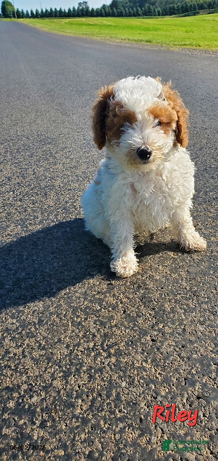 Toy Poodle dogs for sale: Riley - Ad 10