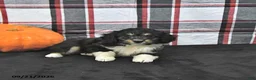 Mini Aussiedoodle dogs for sale: Darcy - Ad 4