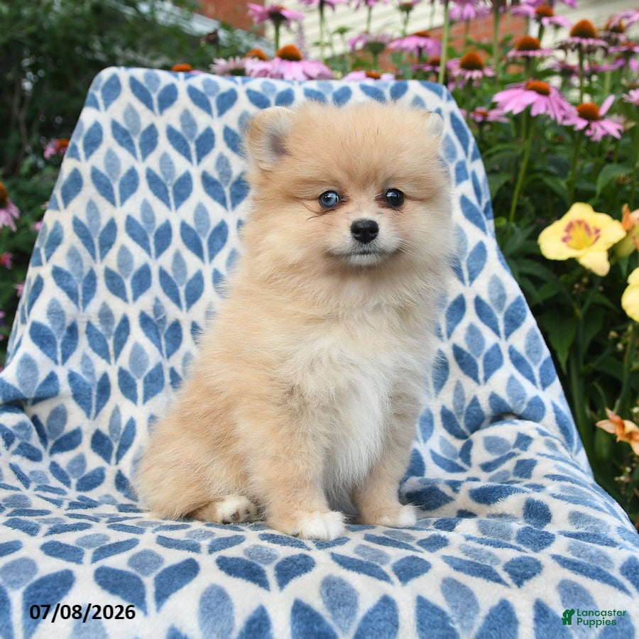 Pomeranian dogs Misty - Ad 1