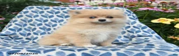 Pomeranian dogs for sale: Misty - Ad 1