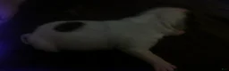 Chorkie dogs for sale: Chorkie 2 - Ad 7