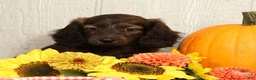 Miniature Dachshund dogs for sale: Oscar - Ad 4