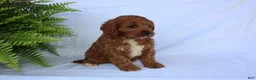 Cavapoo dogs for sale: Seth - Ad 5