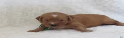 Golden Retriever dogs for sale: LOYAL - Ad 3