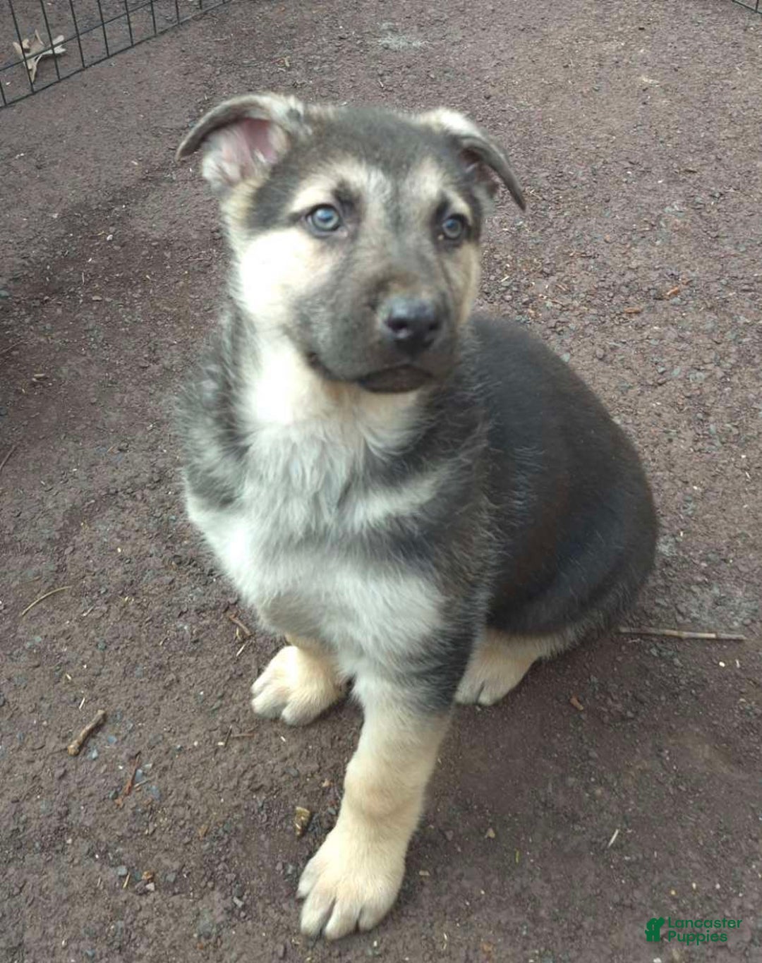 German Shepherd dogs for sale: German Shepherd Puppy  - Ad 2