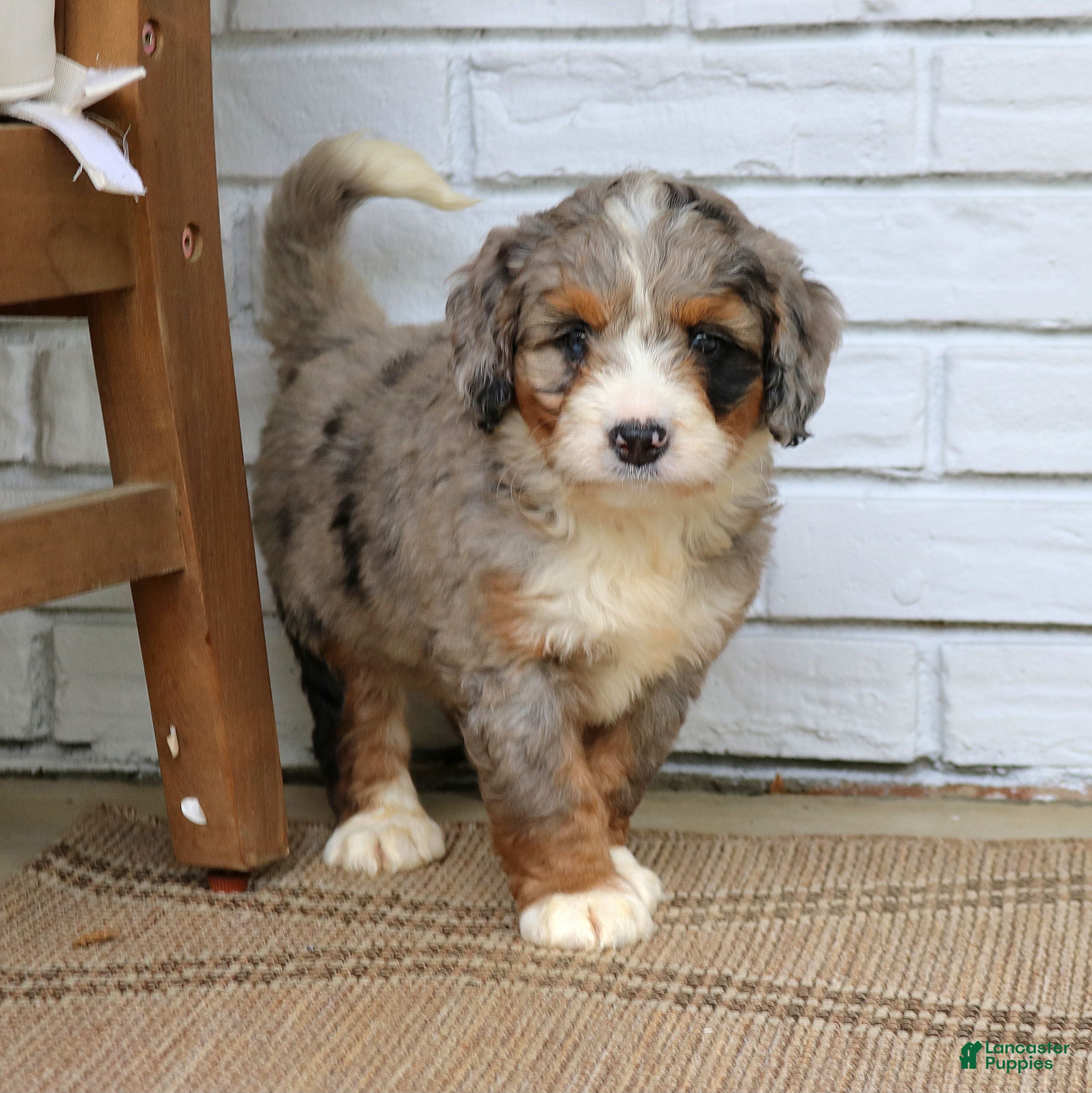 Mini Bernedoodle dogs Dexter  - Ad 2