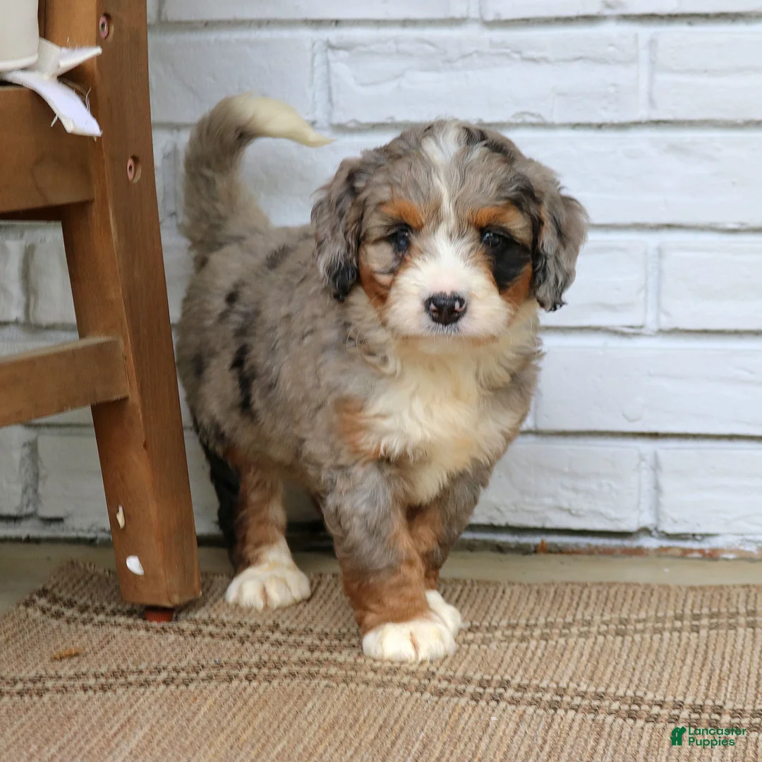 Mini Bernedoodle dogs for sale: Dexter  - Ad 2
