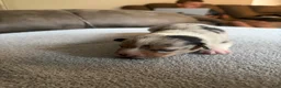 Mixed Breed dogs for sale: Doc - Ad 6