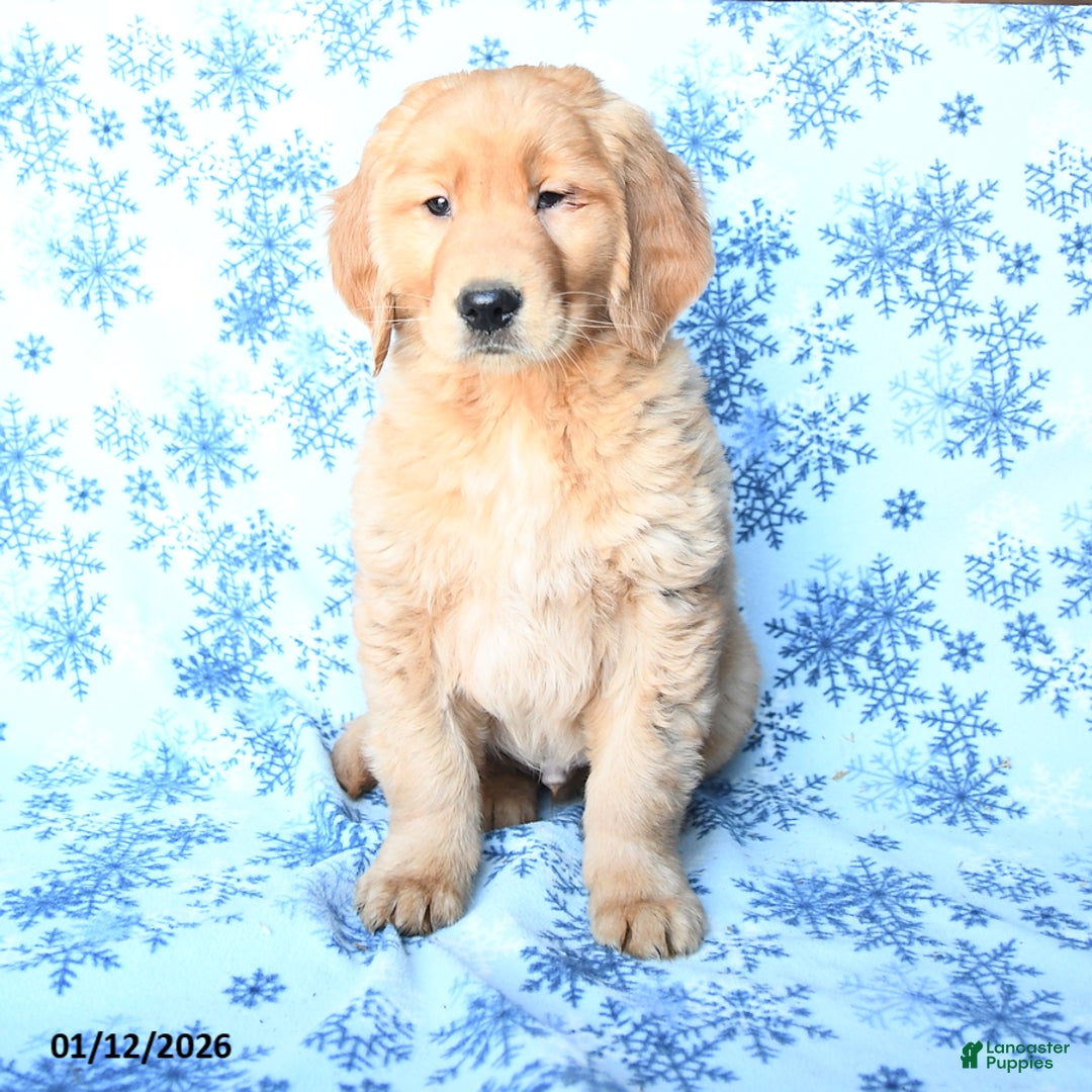 Golden Retriever dogs for sale: Paxton - Ad 3
