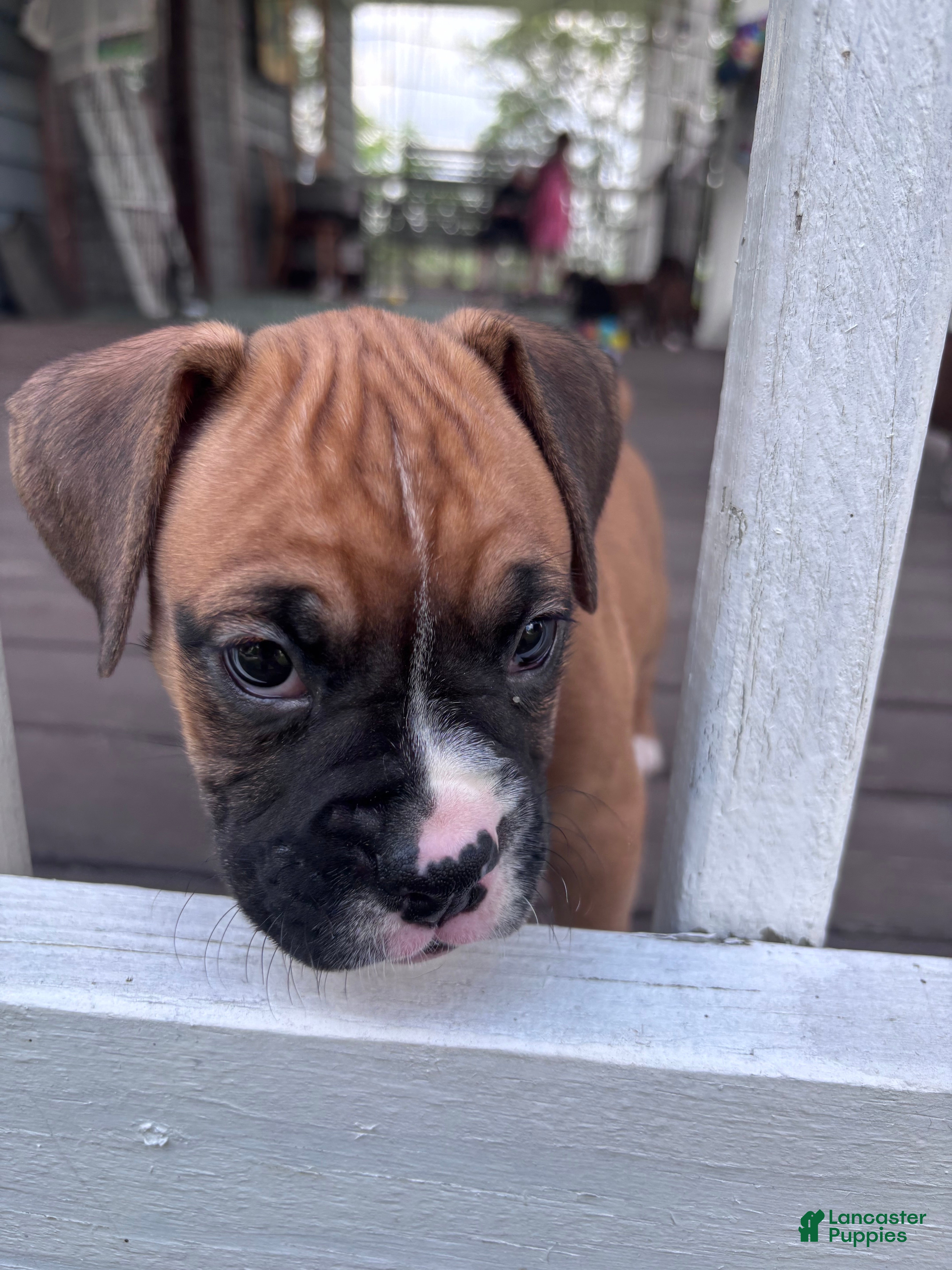 Boxer dogs Sabine - Ad 1
