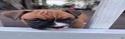 Boxer dogs for sale: Sabine - Ad 3
