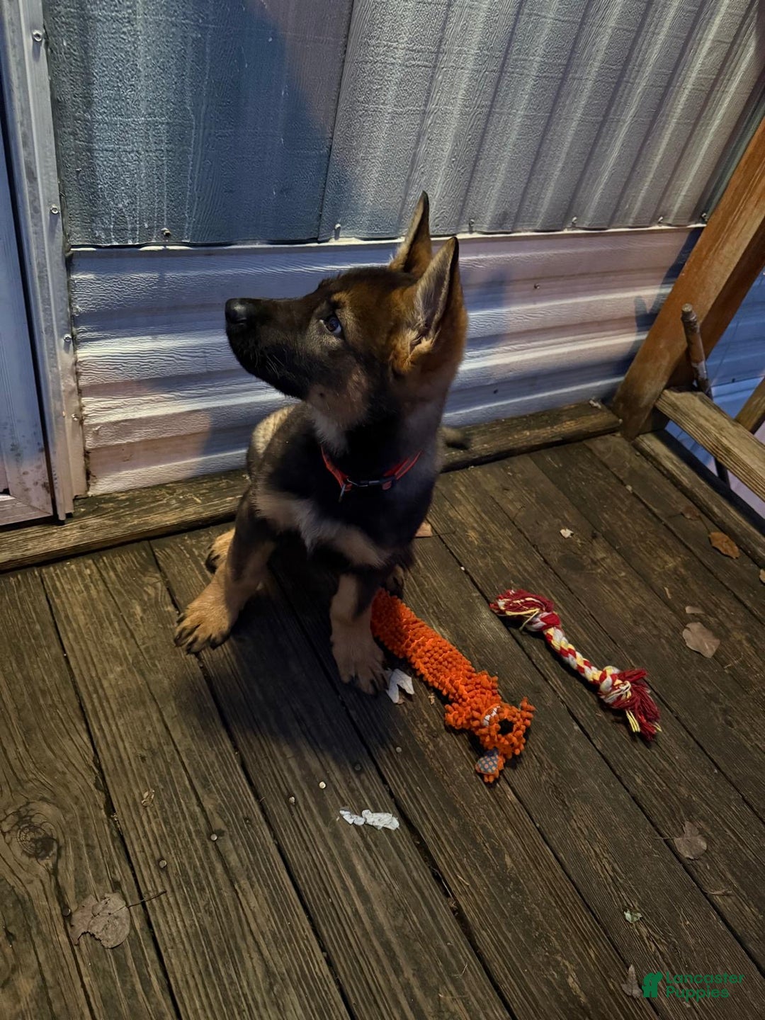 German Shepherd dogs for sale: German Shepherd Puppy 1 - Ad 7