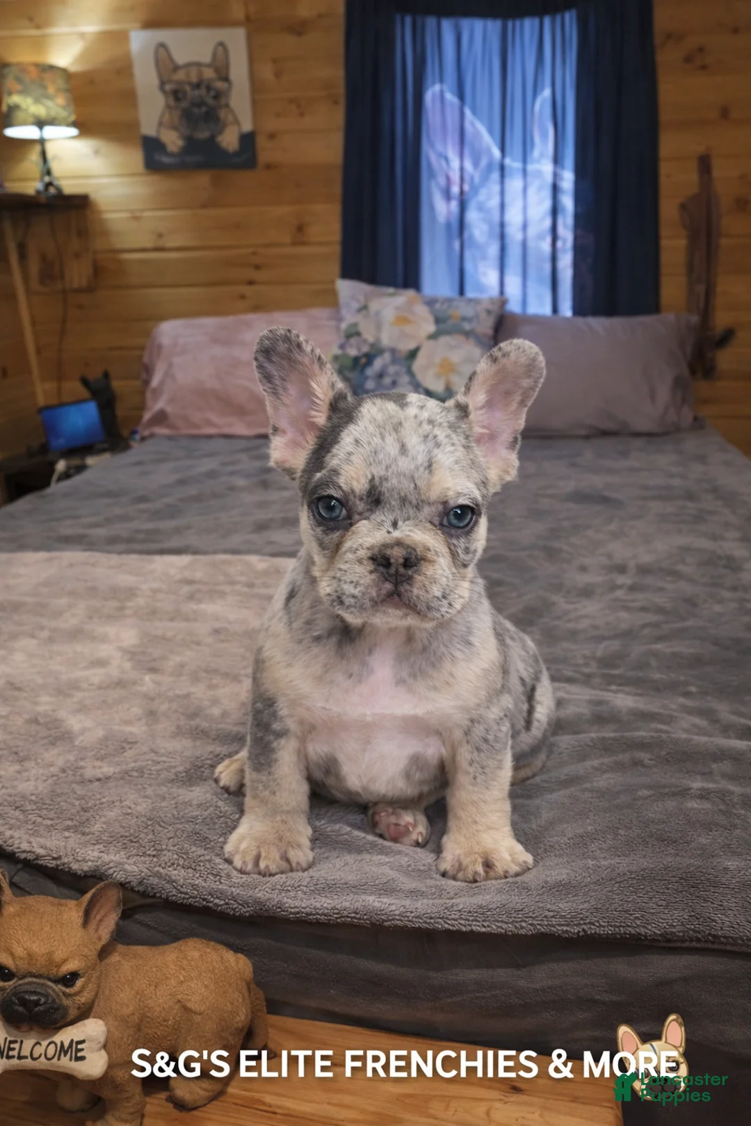 French Bulldog dogs for sale: Split face - Ad 1