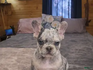 French Bulldog dogs for sale: Split face - Ad 1