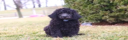 Newfypoo dogs for sale: Brady - Ad 3
