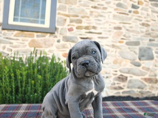 Cane Corso dogs - Ad 19