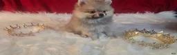 Pomeranian dogs for sale: Pomeranian 1 - Ad 8
