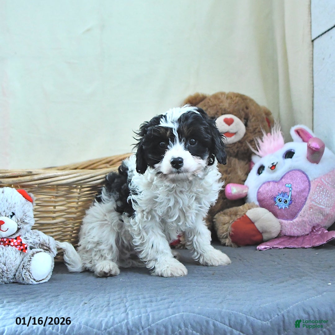 Cavapoo dogs for sale: Griffin - Ad 3