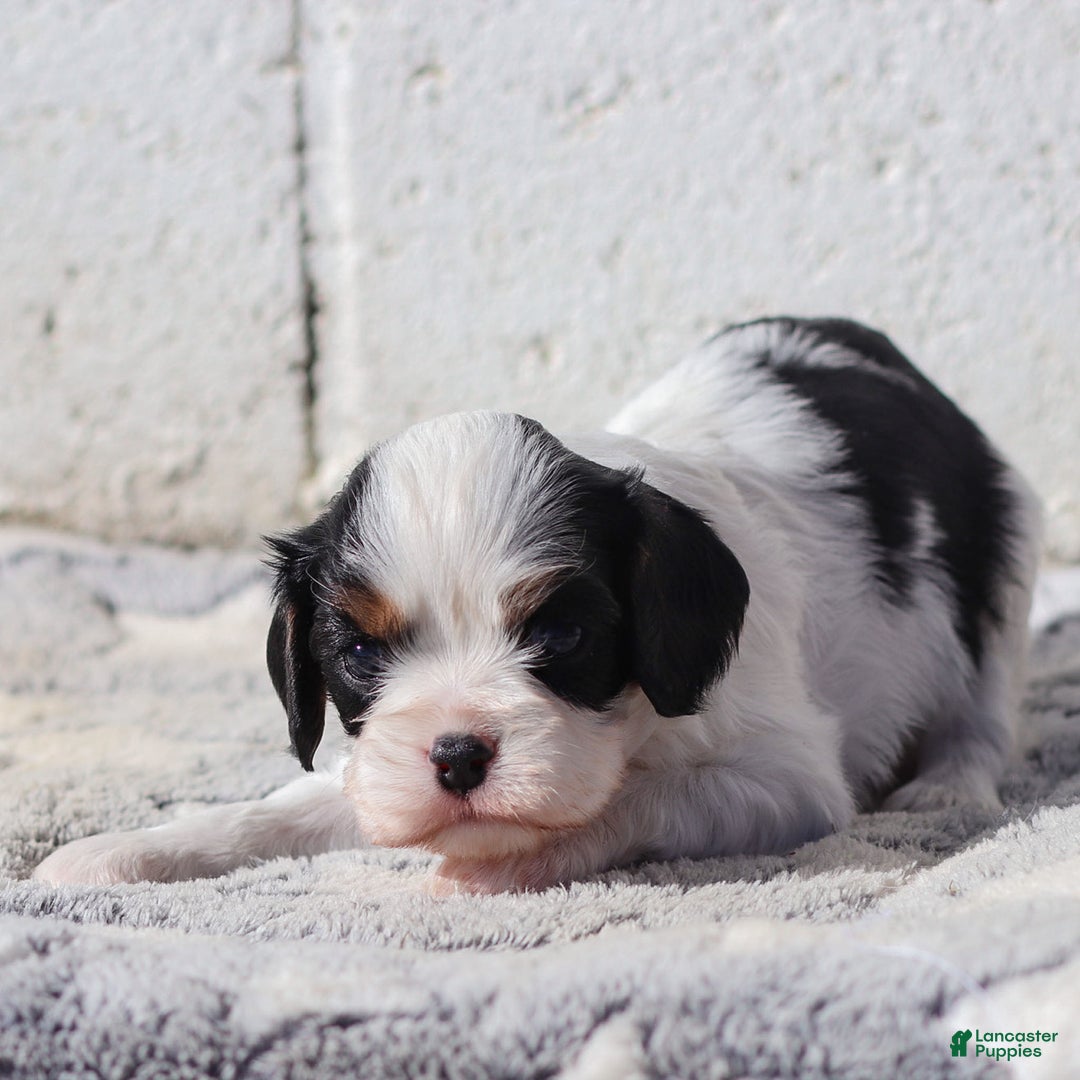 Cavalier King Charles Spaniel dogs for sale: Myles - Ad 5