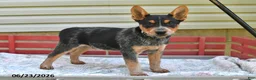 Australian Cattle Dog dogs for sale: Blackie - Ad 5