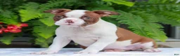 Boston Terrier dogs for sale: Buddy  - Ad 3