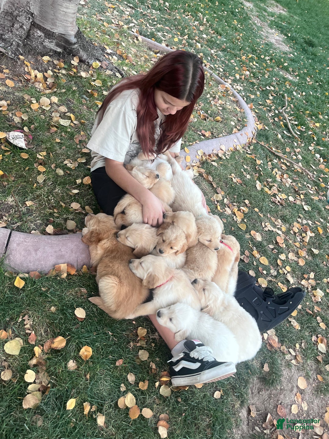 Golden Retriever dogs for sale: Blue - Ad 9