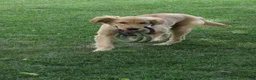 Golden Retriever dogs for sale: Golden Retriever 1 - Ad 13